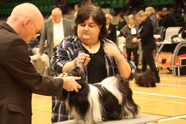 Shih Tzu Danmark